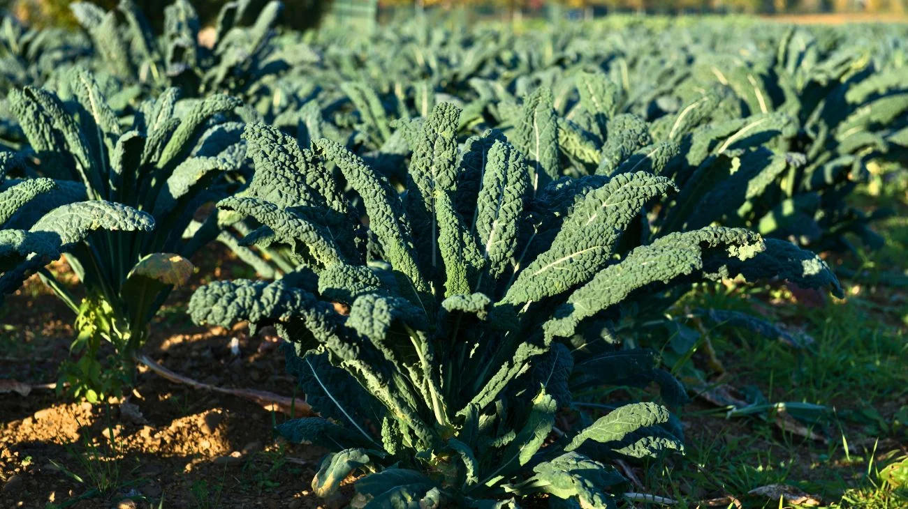 Cavolo nero